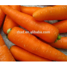 nova cenoura fresca com diferentes tamanhos e embalagens